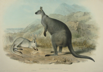 John Gould Macropods